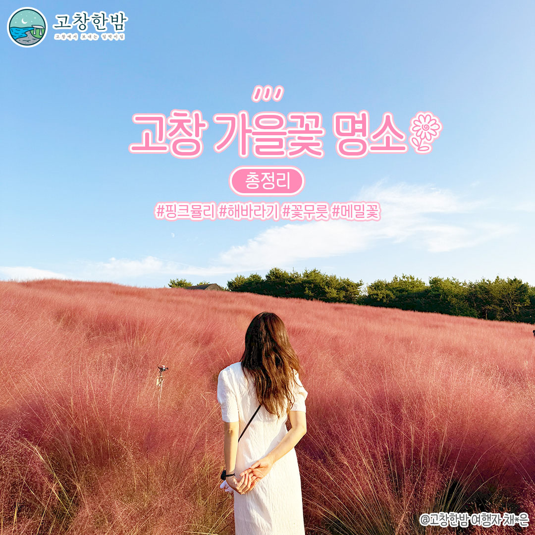 고창 가을꽃 명소 총정리_2