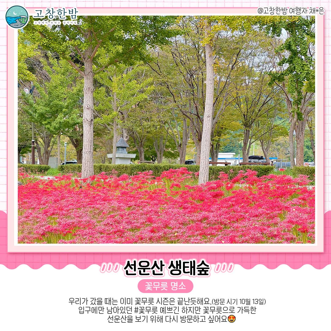 고창 가을꽃 명소 총정리_6