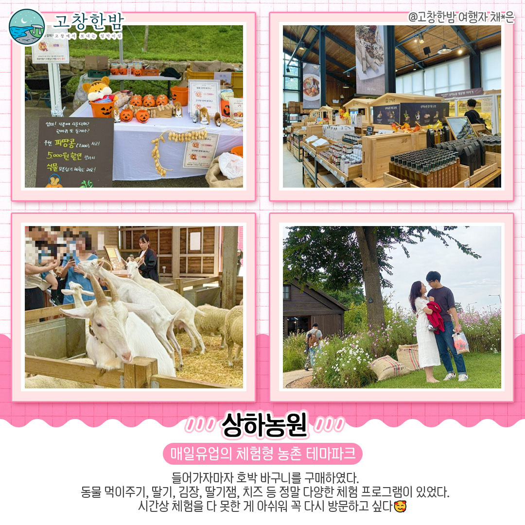 고창 가을꽃 명소 총정리_8